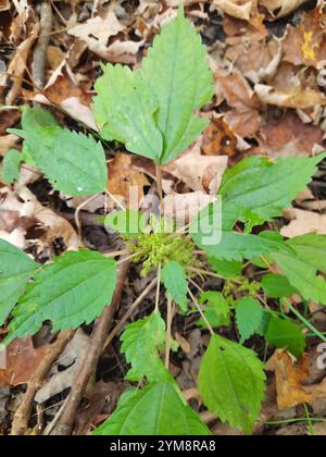 Canada clearweed (Pilea pumila) Stock Photo