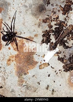 Black Cobweb Spider (Steatoda capensis) Stock Photo