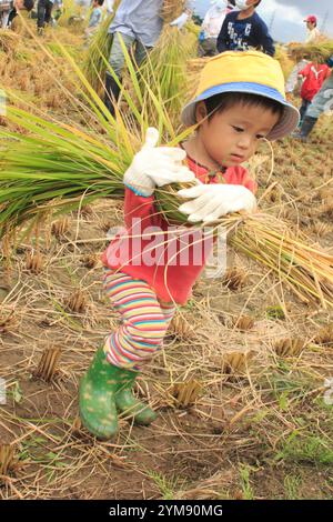 Boy harvesting rice Stock Photo - Alamy