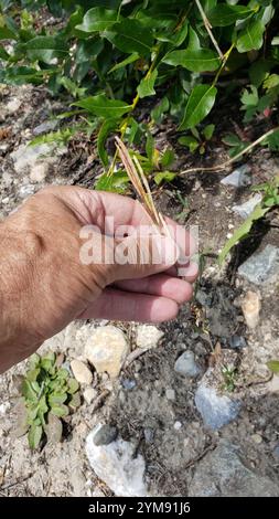 drummond's rockcress (Boechera stricta Stock Photo - Alamy