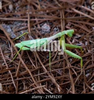 Arizona Mantis (Stagmomantis limbata) Stock Photo