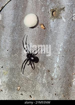 Black Cobweb Spider (Steatoda capensis) Stock Photo