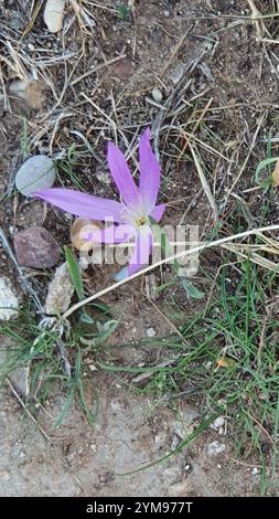 False Meadow Saffron (Colchicum montanum Stock Photo - Alamy