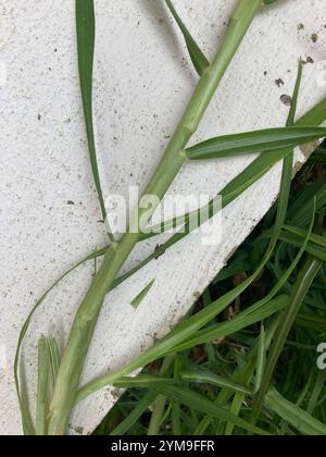 Kikuyu Grass (Cenchrus clandestinus) Stock Photo