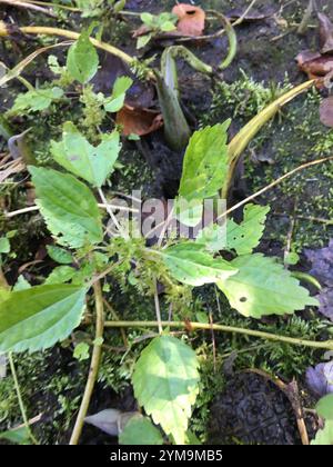 Canada clearweed (Pilea pumila) Stock Photo