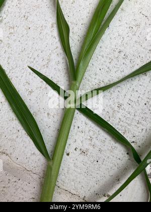 Kikuyu Grass (Cenchrus clandestinus) Stock Photo