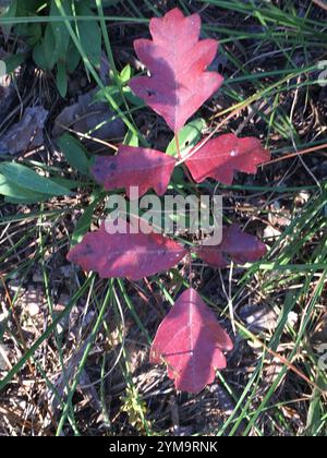 Atlantic poison oak (Toxicodendron pubescens) Stock Photo