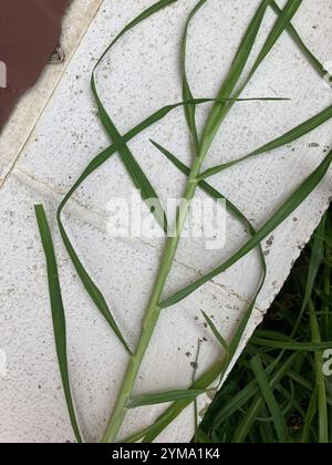 Kikuyu Grass (Cenchrus clandestinus) Stock Photo