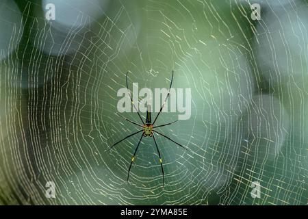 Giant Wood Spider in its intricate orb web – a glimpse into the rich ...