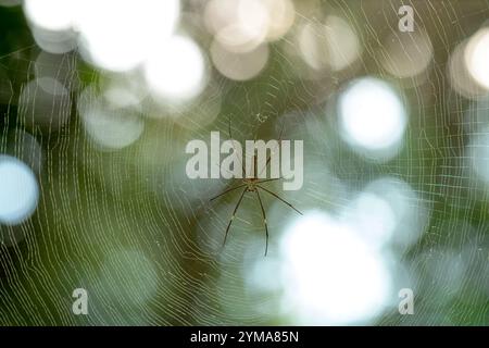Giant Wood Spider in its intricate orb web – a glimpse into the rich ...