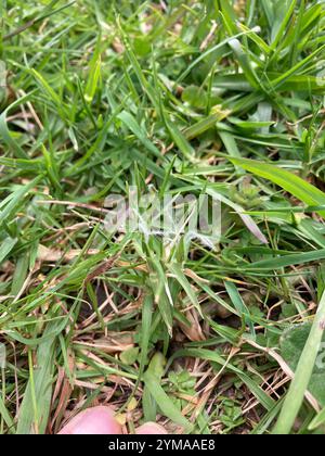 Kikuyu Grass (Cenchrus clandestinus) Stock Photo