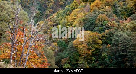 Forest in Japan during autumn season Stock Photo