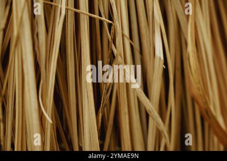 Thin bamboo strips, dried leaves of cogon grass, texture for the roof, Nature background texture, traditional Asian house texture background Stock Photo