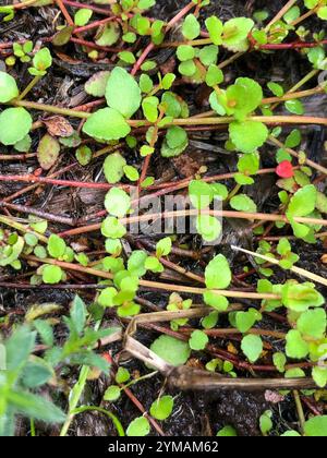 creeping raspwort (Gonocarpus micranthus Stock Photo - Alamy