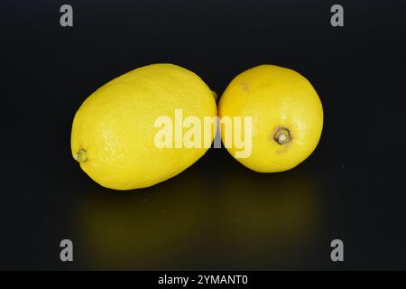Healthy food, fruits, berries, healthy lifestyle. Two large yellow lemons are located on a black plastic background. Stock Photo