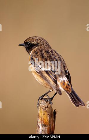 Stonechat with the scientific name of (Saxicola rubicola). Small bird with brownish tones perched on a trunk. Stock Photo