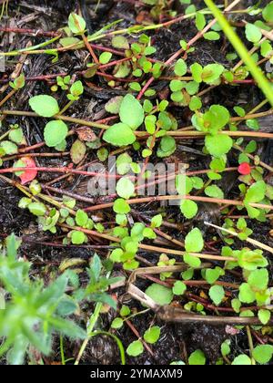 creeping raspwort (Gonocarpus micranthus Stock Photo - Alamy