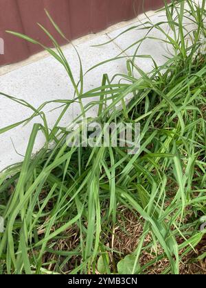 Kikuyu Grass (Cenchrus clandestinus) Stock Photo