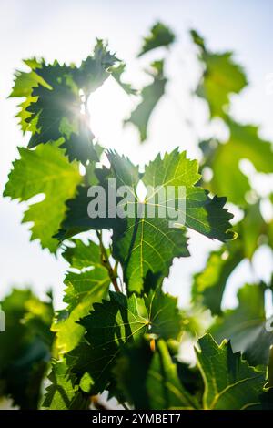 Green tender shoots and young leaves of grapes on spring vine in the vineyard in blue sky and bright sunlight. Stock Photo
