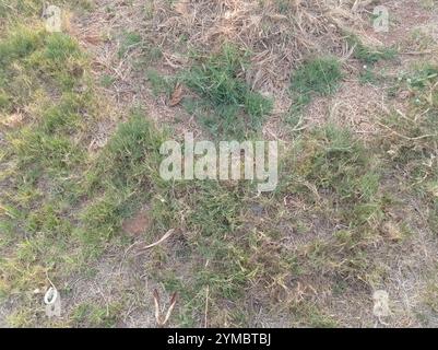 Kikuyu Grass (Cenchrus clandestinus) Stock Photo