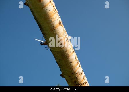 a rusty iron pole against a blue sky background Stock Photo