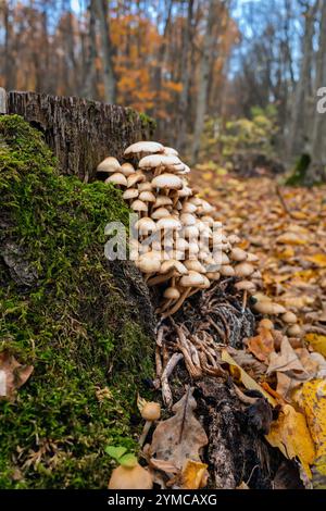 Vertical photo of mushroom collective, symbiotic fungal and moss tapestry on a weathered log. Nature's bounty: mushrooms thrive on old mossy tree Stock Photo