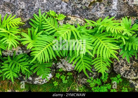Fresh fern growth on stone wall - Angles-sur-l'Anglin, Vienne (86), France. Stock Photo