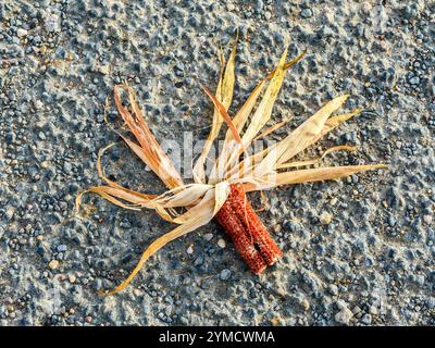 A waste piece of Sweet Corn / Maize having been stripped of its kernels -France. Stock Photo