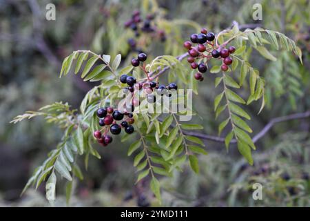 Horsewood (Clausena anisata) is a deciduous small tree native to sub ...