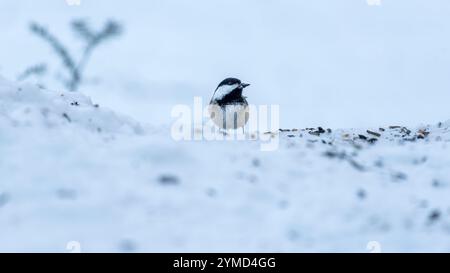 Black-capped chickadee (Poecile atricapillus) with a sunflower seed in its beak, on the snow on the ground Stock Photo