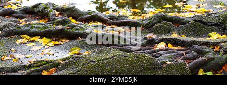 Close-up of tree roots covered with moss penetrating deep cracks and jagged fractures in broken asphalt. Yellow autumn leaves scattered across the une Stock Photo
