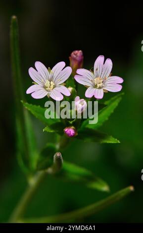 Flowers and buds of Fringed Willowherb, Epilobium ciliatum, growing wild in a back yard. Beautiful delicate flowers on a natural blurred background. Stock Photo