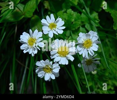 A group of fully open Feverfew flowers taken against a natural green background. Tanacetum parthenium. A cheery image of these delicate white flowers. Stock Photo