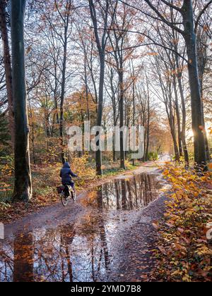 woman on bicycle on very wet forest path passes puddles in dutch autumn near utrecht in the netherlands Stock Photo