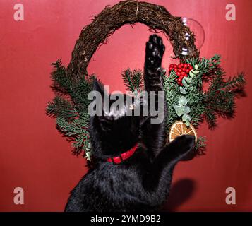 kitten  plating  with  christmas  decorations  and  bubbles Stock Photo