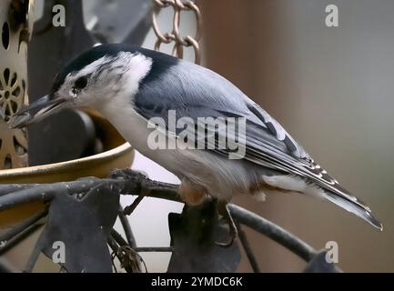 A Nuthatch on the bird feeder Stock Photo