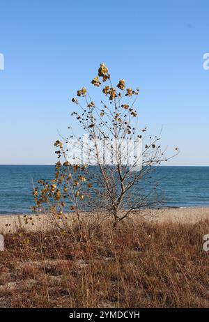 Cottonwood tree with most of its yellow leaves fallen in autumn with Lake Michigan in the background at Illinois Beach State Stock Photo