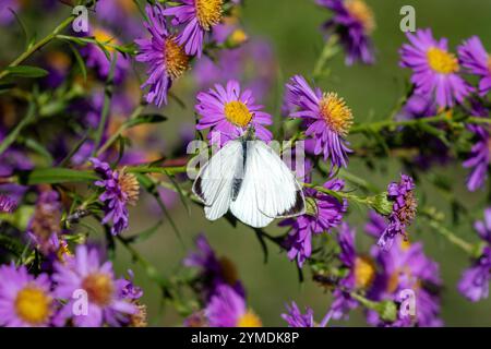 A Large white butterfly ( Pieris brassicae) perched on Michaelmas dasies (Aster). Stock Photo