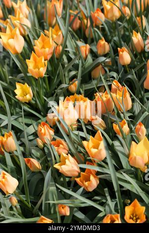 Flax-leaved Tulip or Bokhara Tulip, Tulipa linifolia 'Bright Gem', Lilliaceae. Syn. Tulipa batalinii. Tajikistan, Uzbekistan, Iran and Afghanistan. Stock Photo