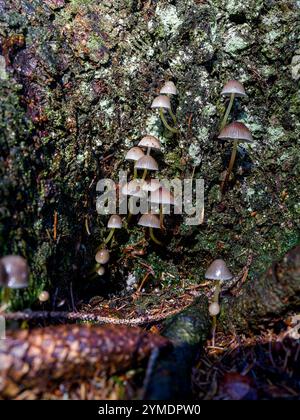 Detail of mountain forest mushrooms from Asiago in Italy, grown on the trunk of a tree Stock Photo