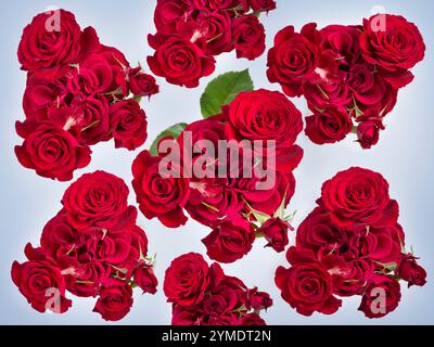 Texture of a white sheet of paper, with red petaled roses on top Stock Photo