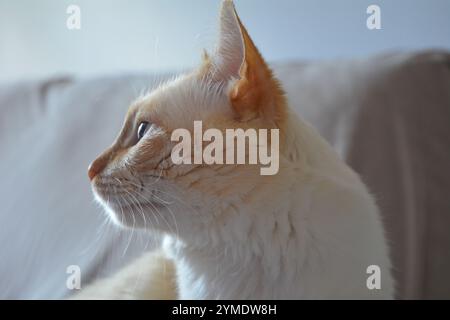 Close-up of adult white cat looking away ear up elongated stares Stock Photo