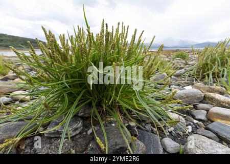 Strand-Wegerich, Strandwegerich, Wegerich, Plantago maritima, Sea Plantain, Seaside Plantain, Goose Tongue, Le Plantain maritime Stock Photo