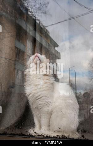 Beautiful white cat standing behind house window pane on rainy day with reflection on the street Stock Photo