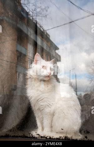 Beautiful white cat standing behind house window pane on rainy day with reflection on the street Stock Photo