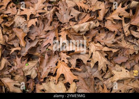Northern Red Oak Leaves (Quercus rubra) carpet the ground in autumn Stock Photo
