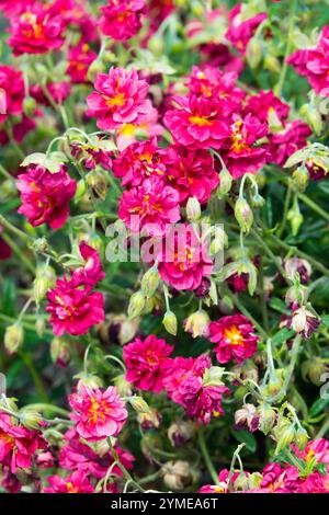 Helianthemum hybridum 'Cerise Queen' Stock Photo