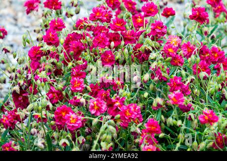 Helianthemum hybridum 'Cerise Queen' Stock Photo