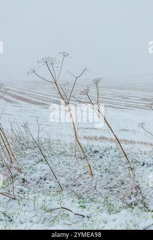 Early winter snow falling in November on dead umbellifera stems near the Cotswold village of Snowshill, Gloucestershire, England UK Stock Photo