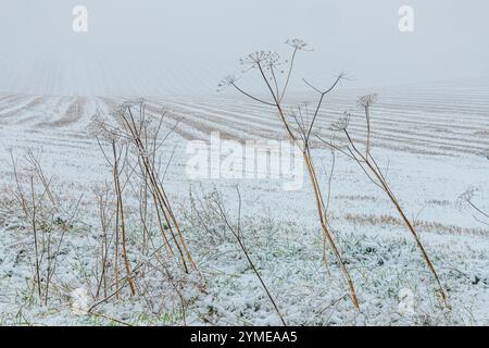 Early winter snow falling in November on dead umbellifera stems near the Cotswold village of Snowshill, Gloucestershire, England UK Stock Photo